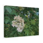 Stretched Matte Canvas - Flower of Elderberry (Sambucus)