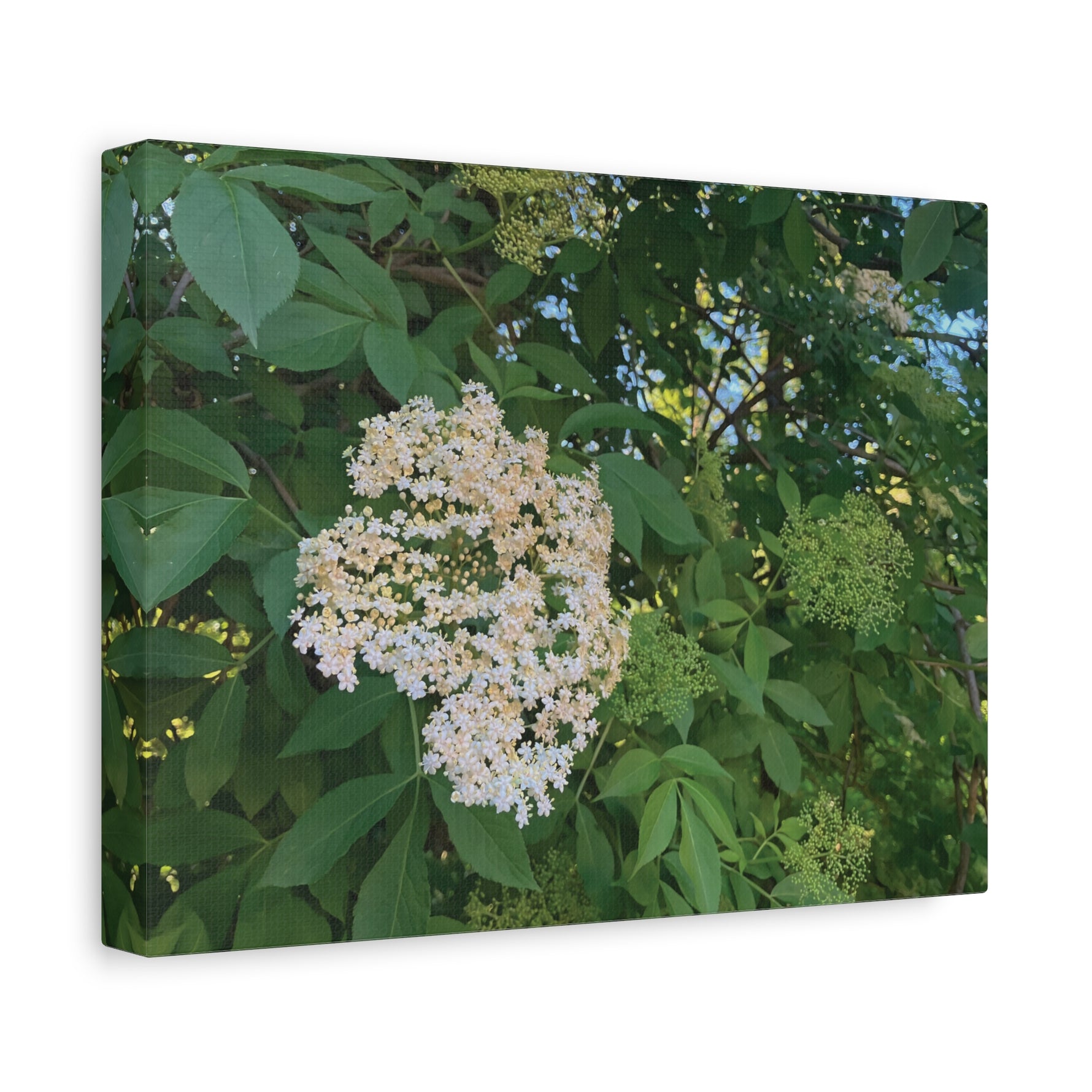 Stretched Matte Canvas - Flower of Elderberry (Sambucus)