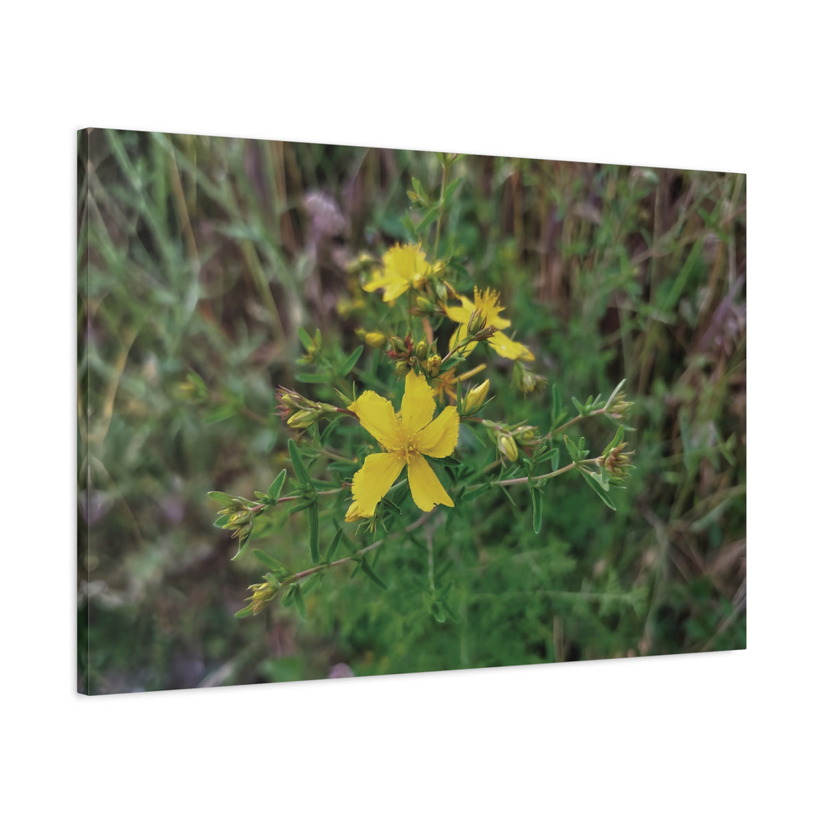Stretched Matte Canvas - Flower of Hypericum Perforatum