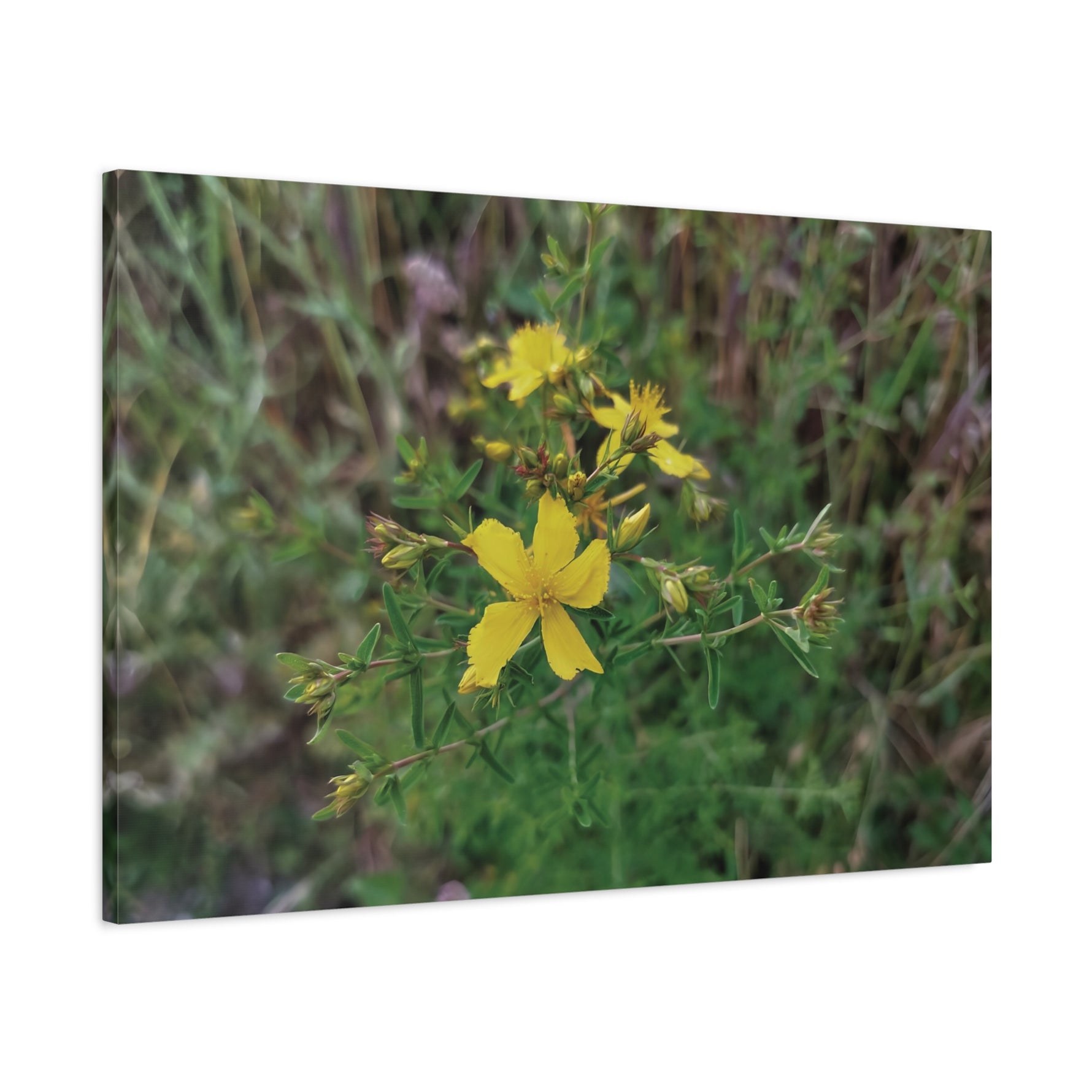 Stretched Matte Canvas - Flower of Hypericum Perforatum