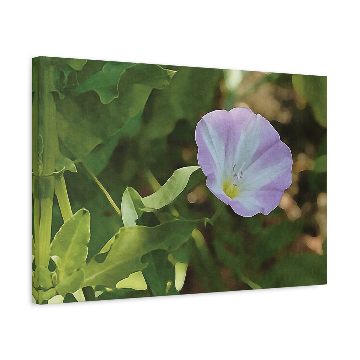 Stretched Matte Canvas - Flower of Convolvulus Arvensis/Vilucchio