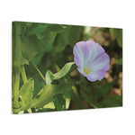 Stretched Matte Canvas - Flower of Convolvulus Arvensis/Vilucchio