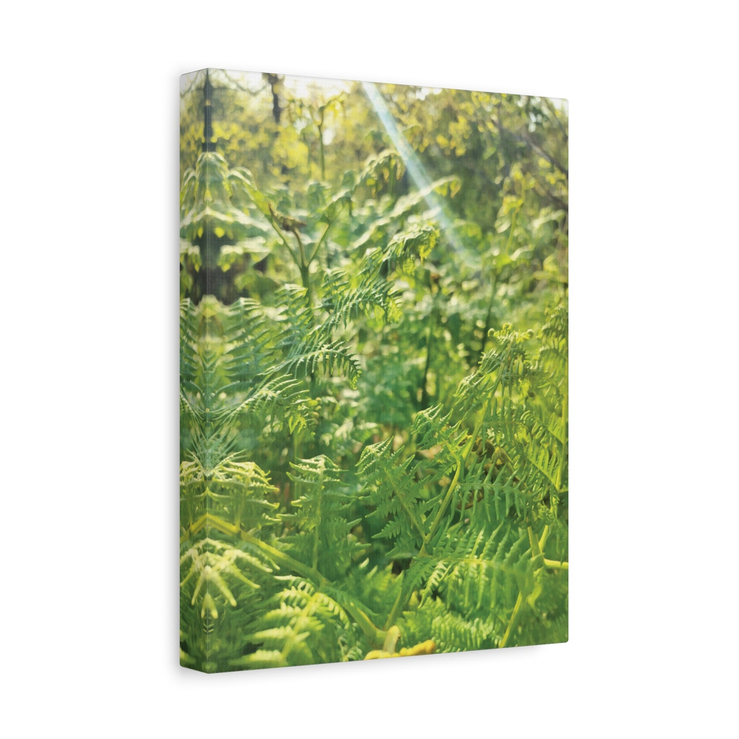 Stretched Matte Canvas - Felce Aquilina (Pteridium Aquilinum)