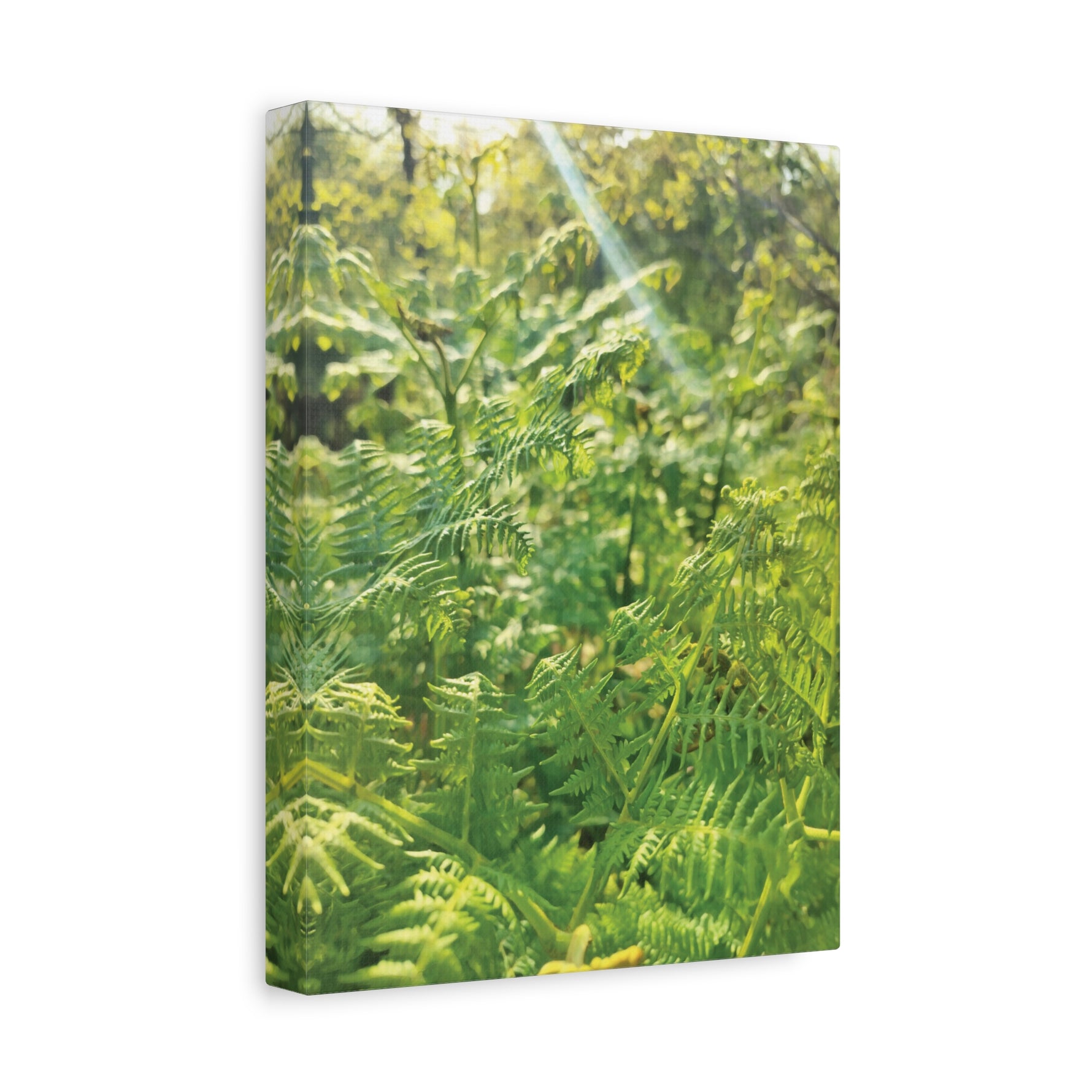 Stretched Matte Canvas - Felce Aquilina (Pteridium Aquilinum)