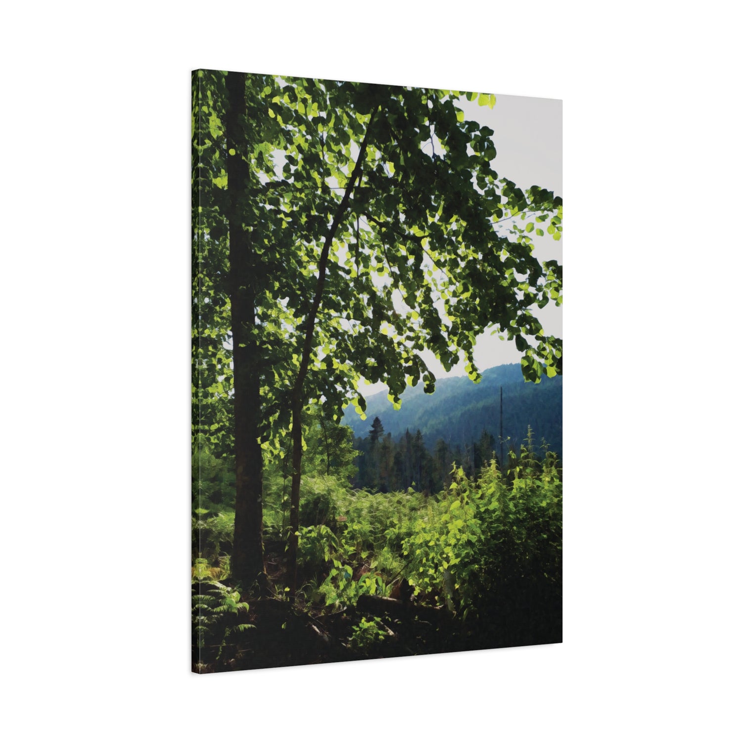 Stretched Matte Canvas - Forest
