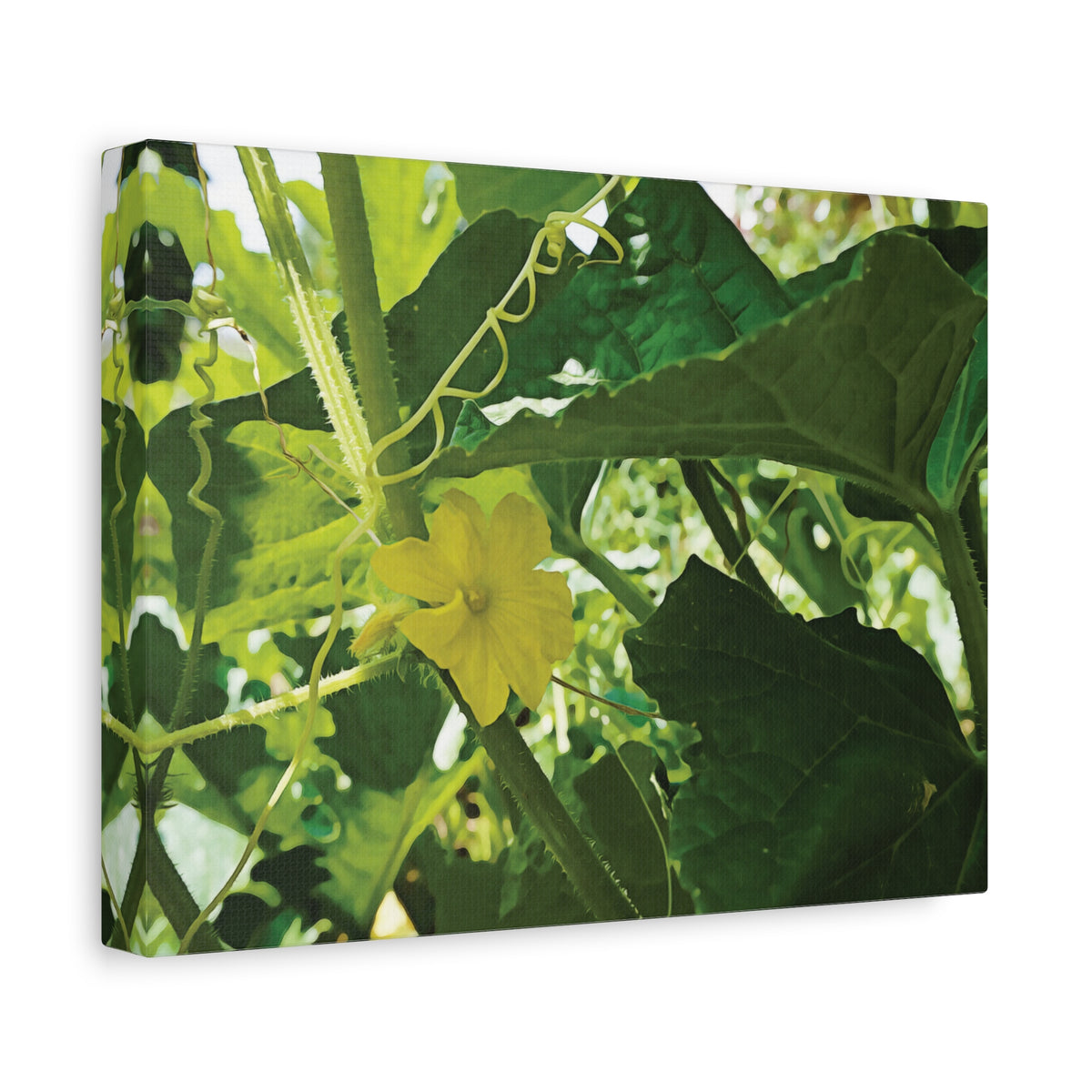 Stretched Matte Canvas - Flower of Cucumber