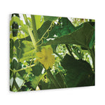 Stretched Matte Canvas - Flower of Cucumber