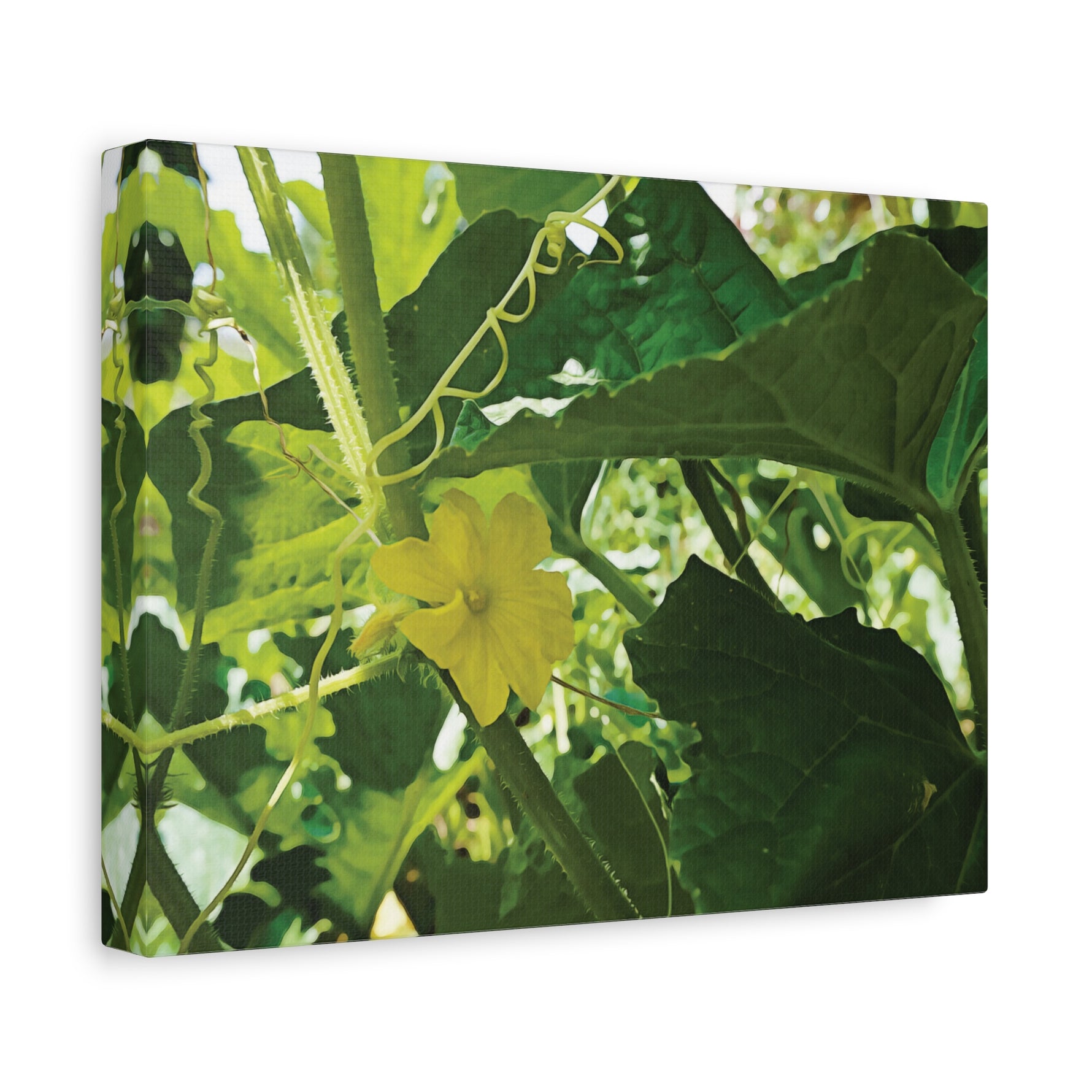 Stretched Matte Canvas - Flower of Cucumber