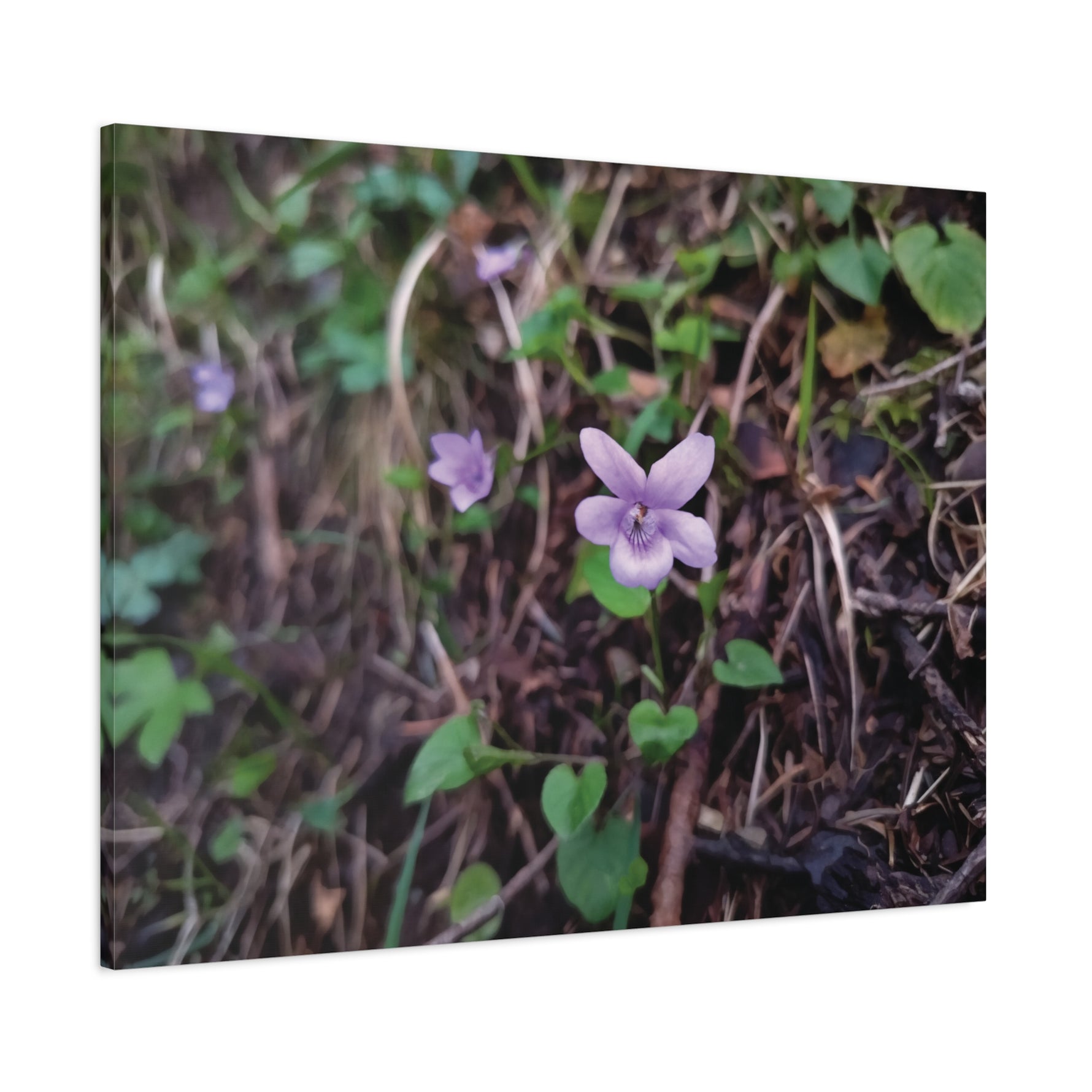 Stretched Matte Canvas - Flower of Viola Silvestre