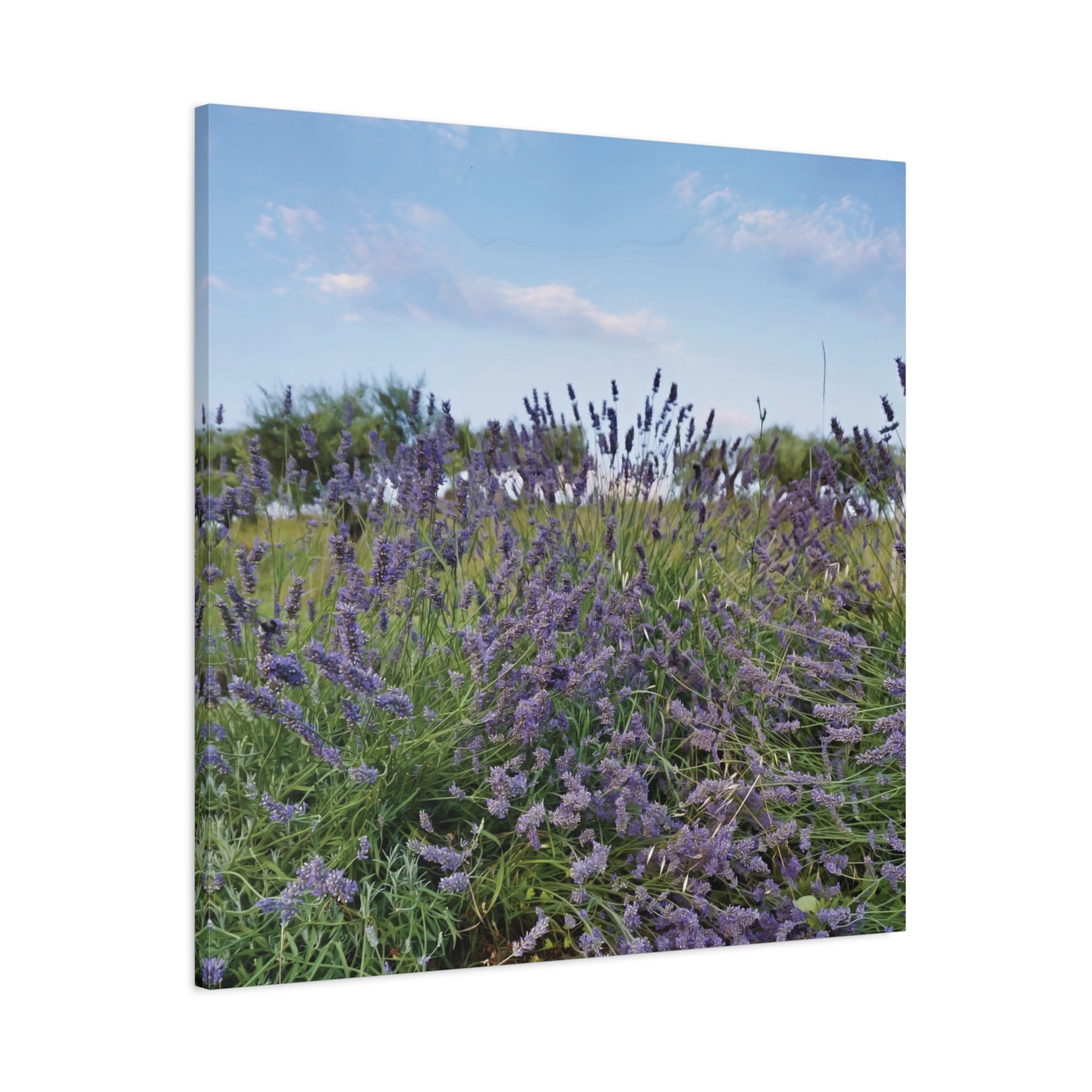 Stretched Matte Canvas - Flower of Lavender (Variant 1)