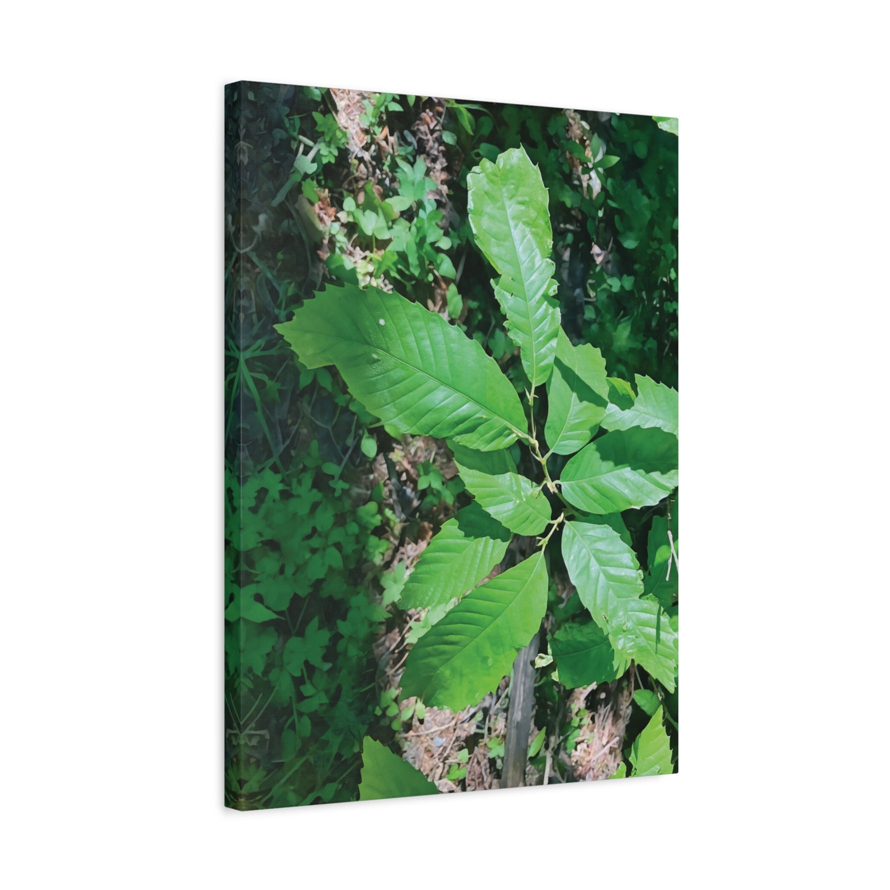 Stretched Matte Canvas - Castanea Tree Leaves