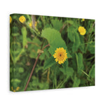 Stretched Matte Canvas - Flower of Crisantemo Campestre (Glebionis Segetum)