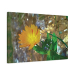 Stretched Matte Canvas - Flower of Calendula
