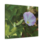 Stretched Matte Canvas - Flower of Convolvulus Arvensis/Vilucchio