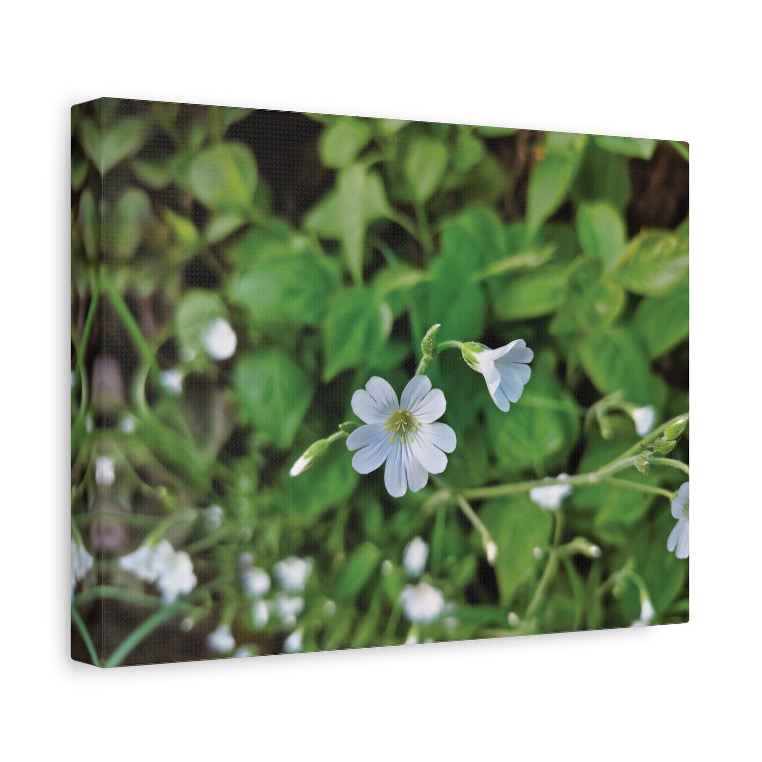 Stretched Matte Canvas - Flower of  Cerastium Arvense