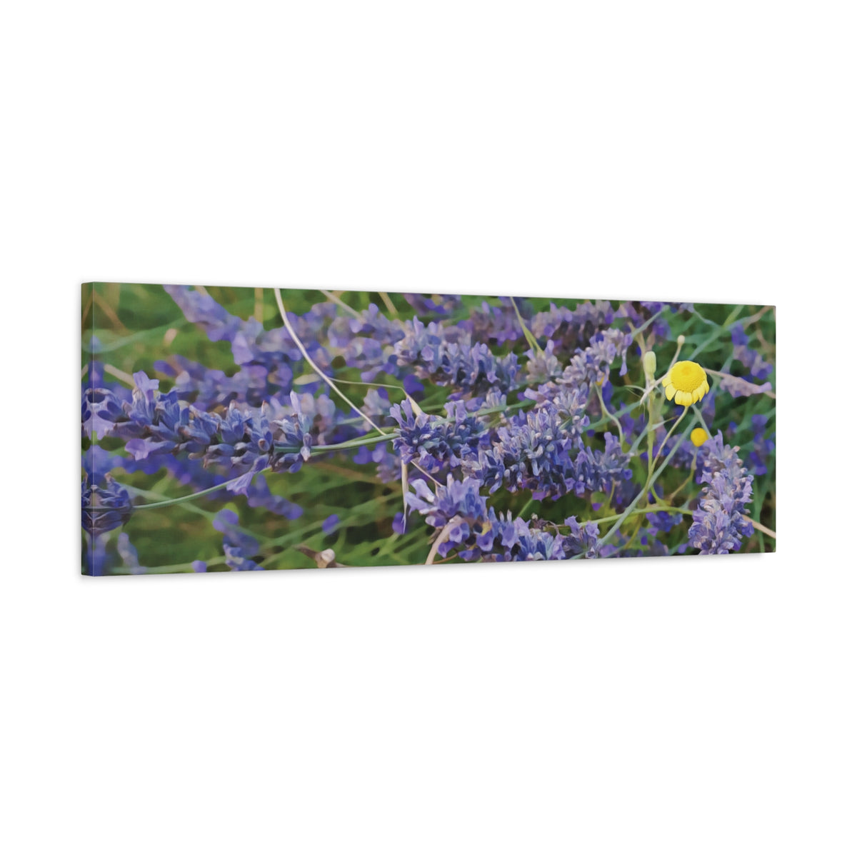 Stretched Matte Canvas - Flower of Lavender and Chamomile