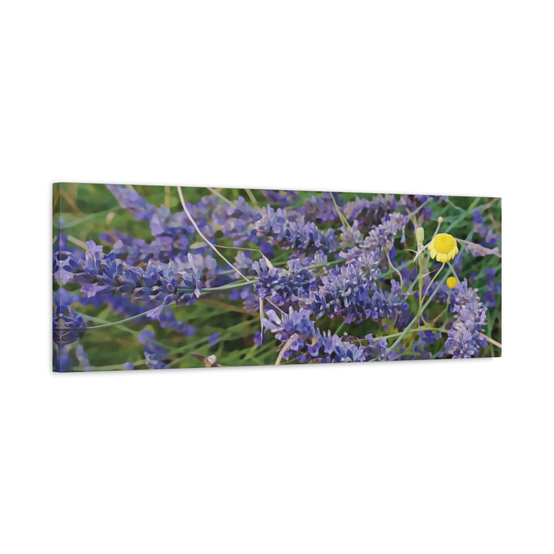 Stretched Matte Canvas - Flower of Lavender and Chamomile