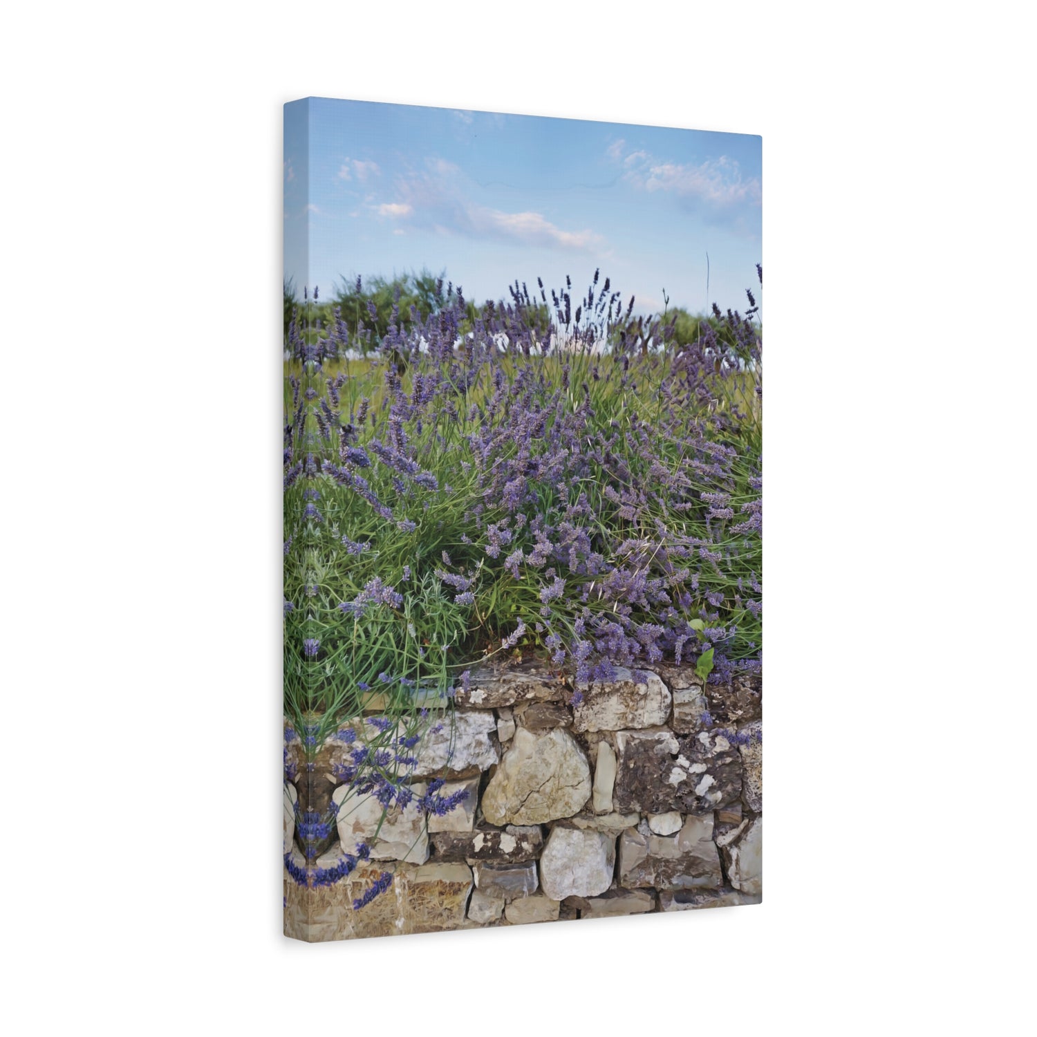Stretched Matte Canvas - Flower of Lavender (Variant 2)