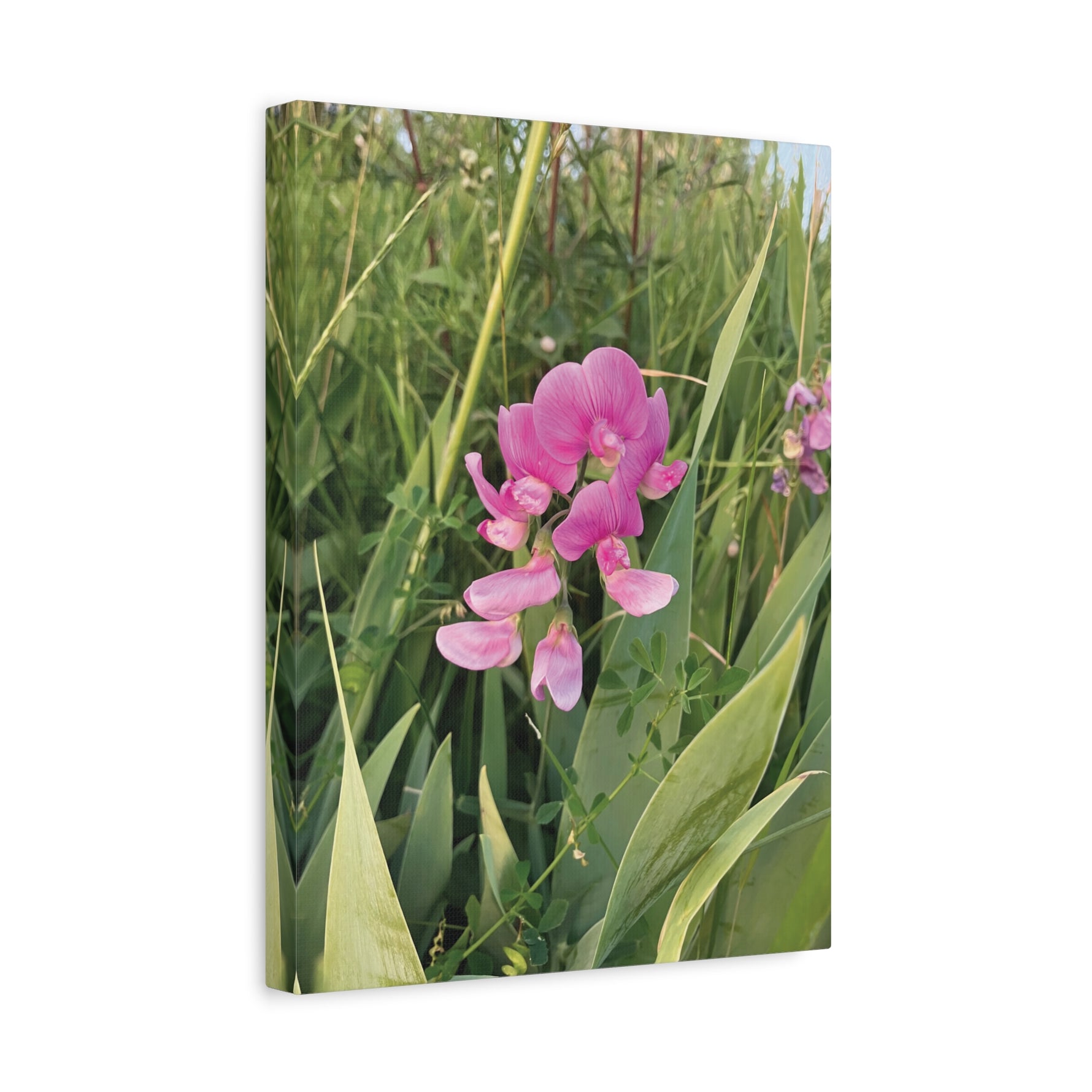 Stretched Matte Canvas - Flower of Lathyrus