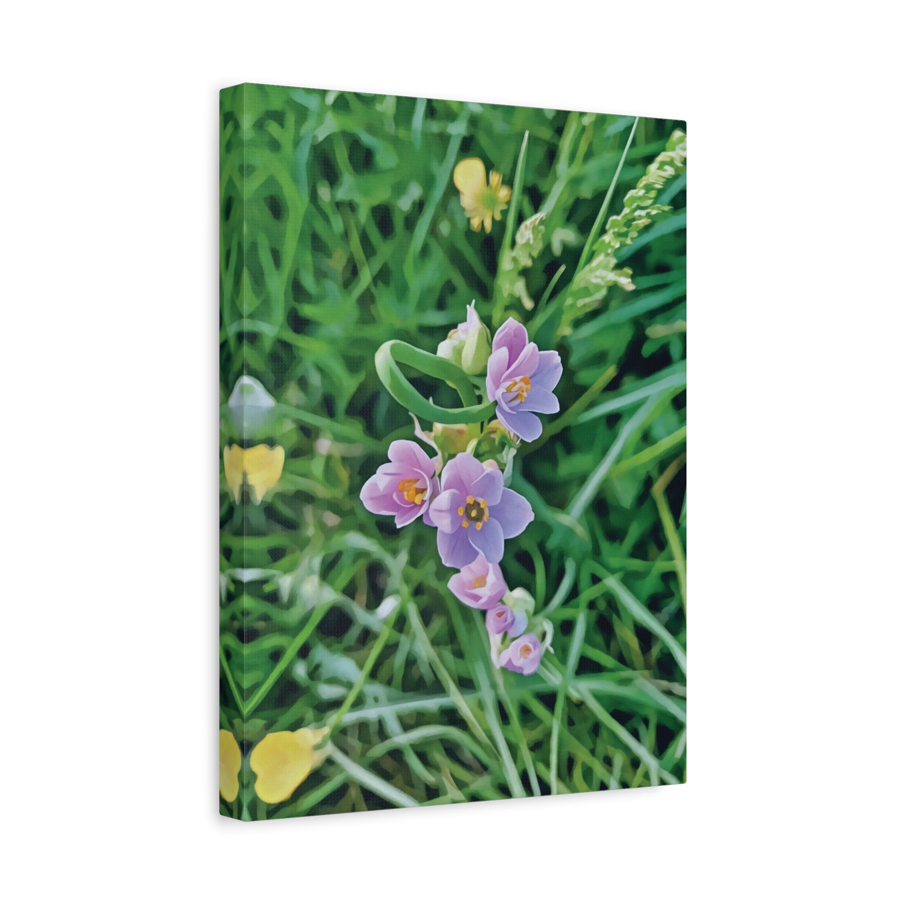 Stretched Matte Canvas - Flower of Allium Roseum