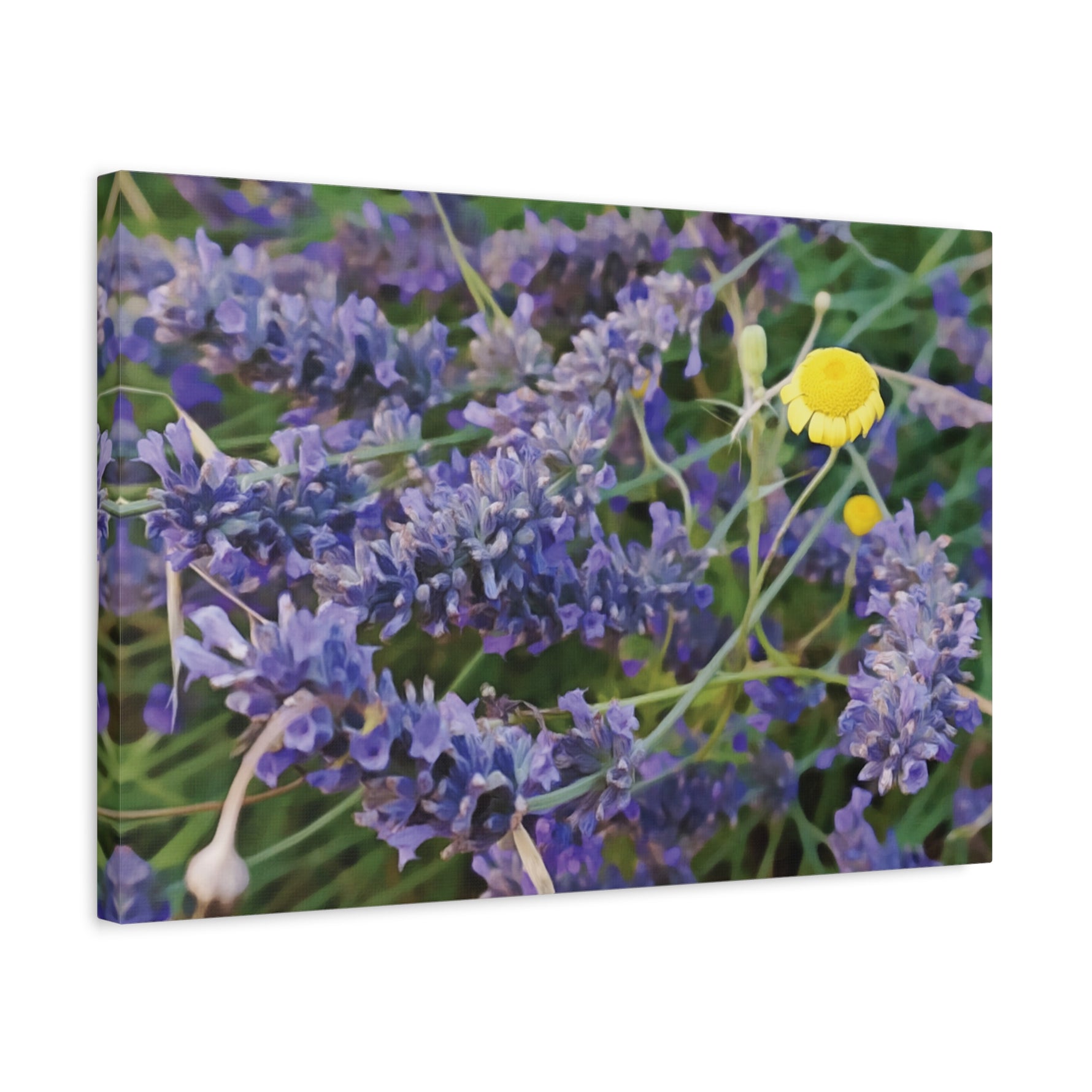 Stretched Matte Canvas - Flower of Lavender and Chamomile