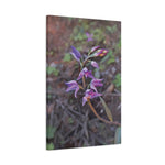 Stretched Matte Canvas - Poly Art - Flower of Cephalanthera Rubra