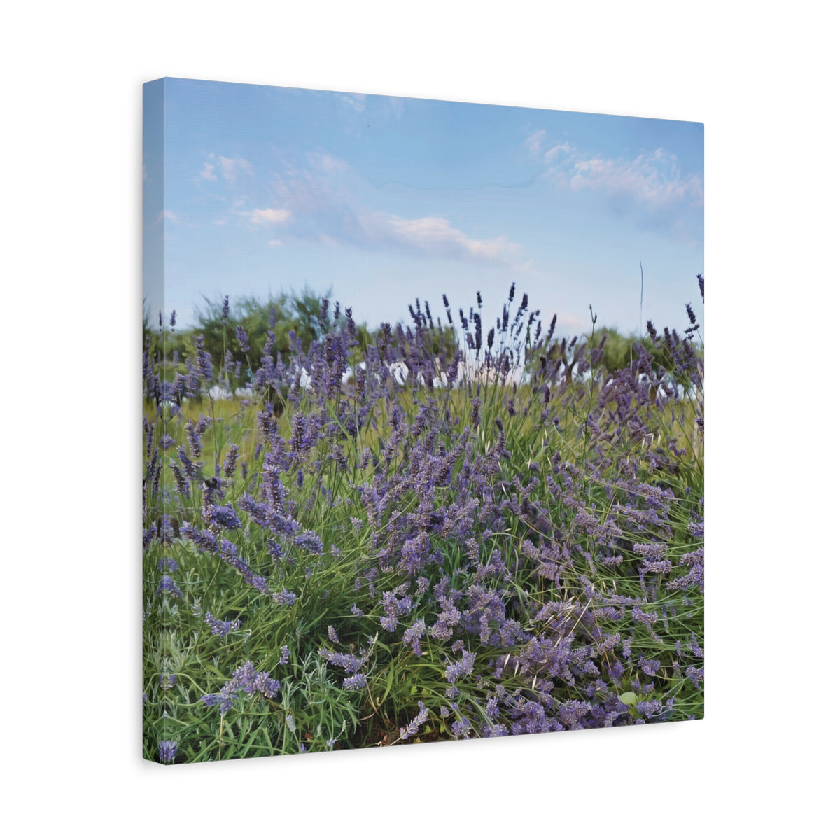 Stretched Matte Canvas - Flower of Lavender (Variant 1)