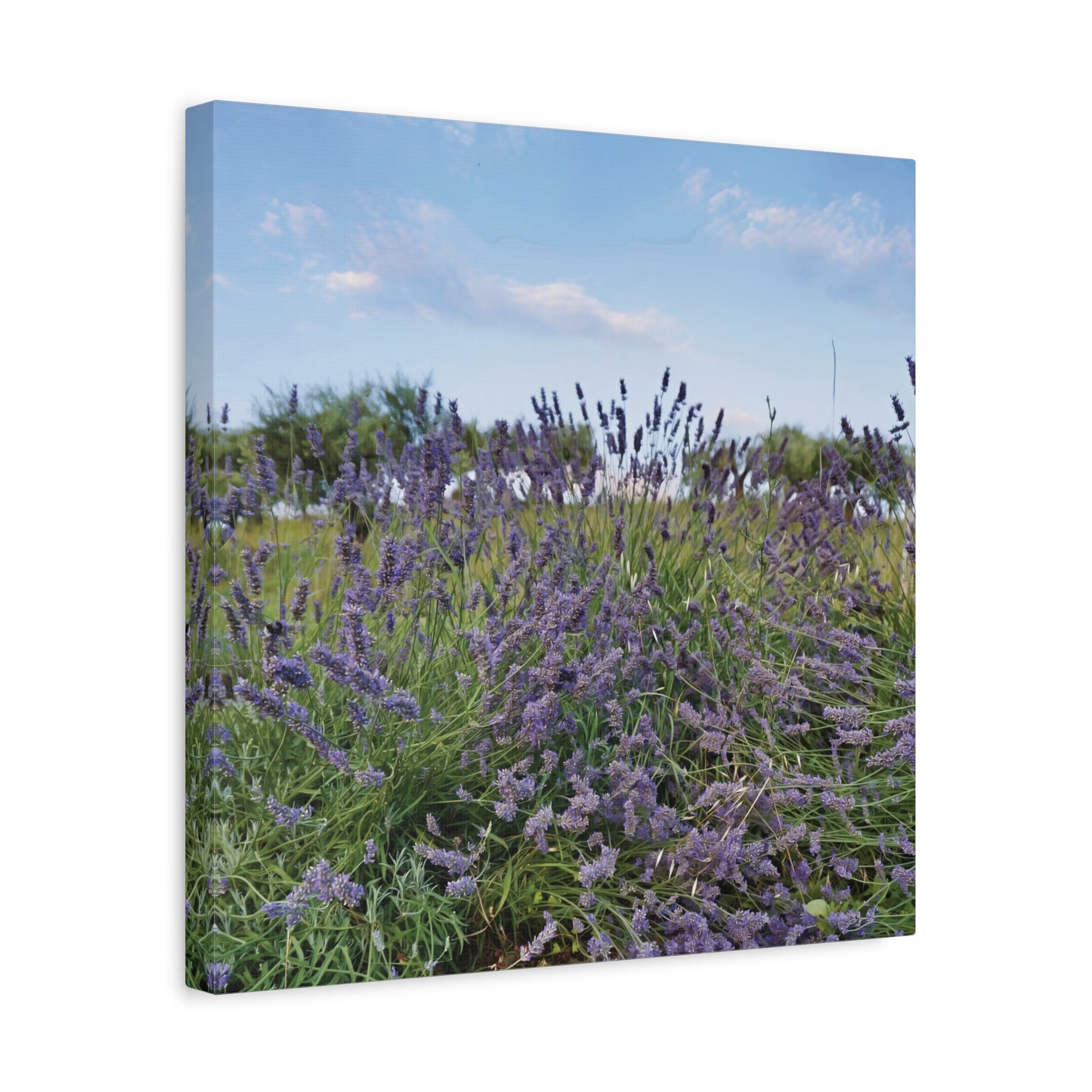 Stretched Matte Canvas - Flower of Lavender (Variant 1)