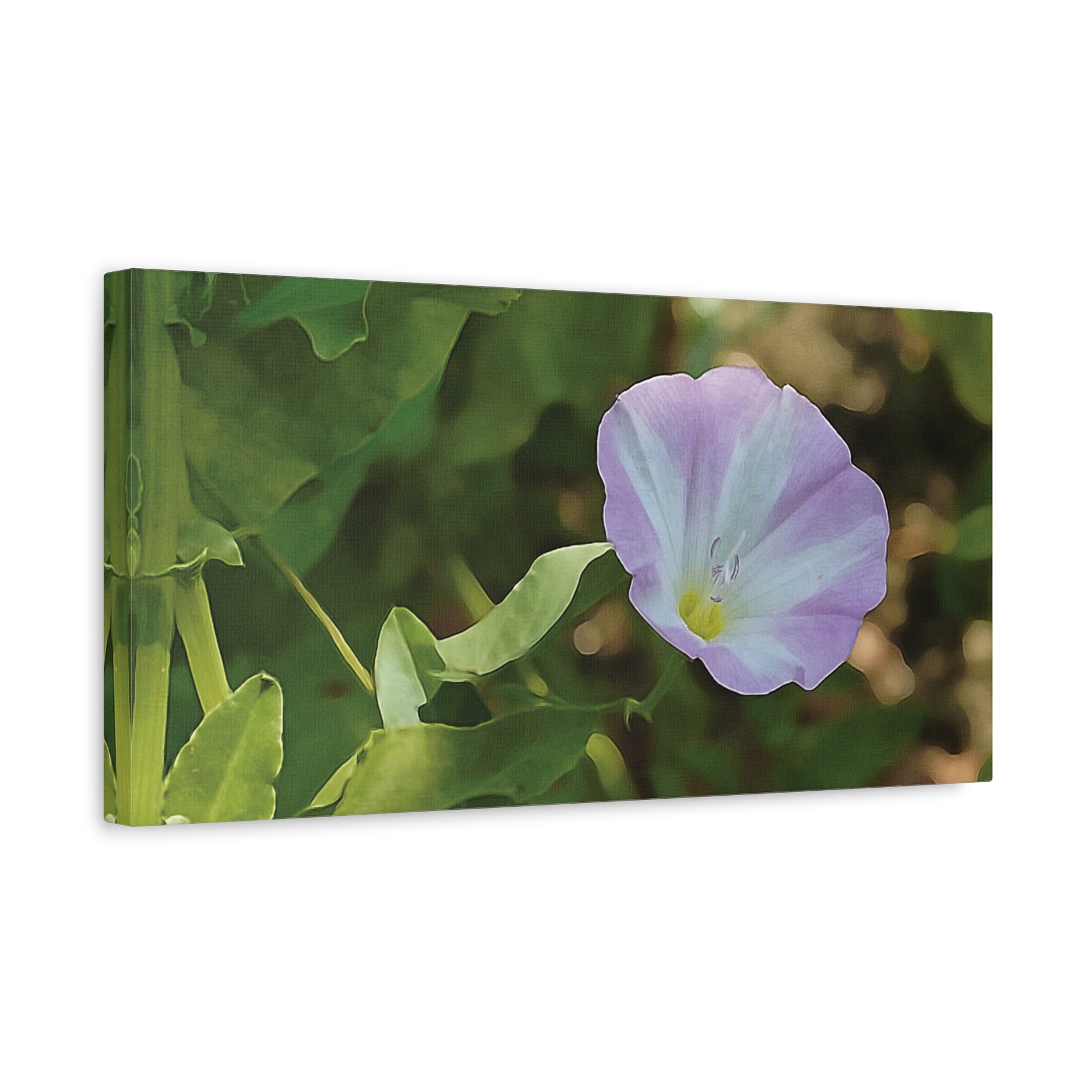 Stretched Matte Canvas - Flower of Convolvulus Arvensis/Vilucchio