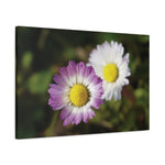 Stretched Matte Canvas - Flower of Daisies