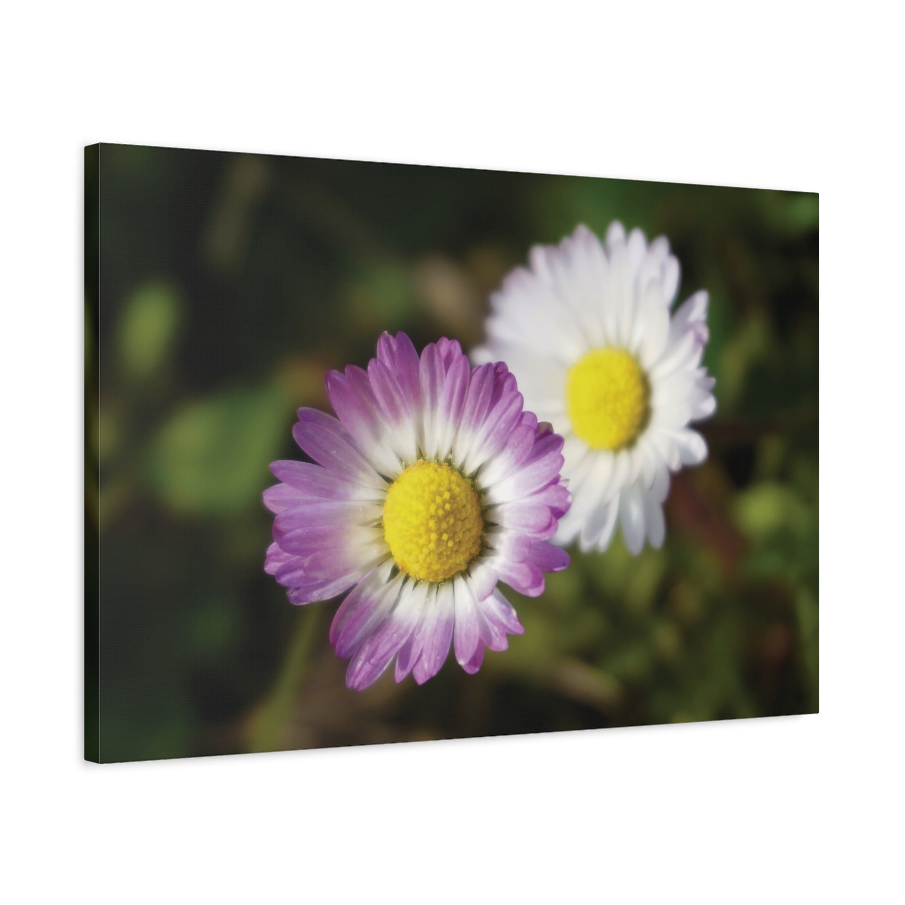 Stretched Matte Canvas - Flower of Daisies