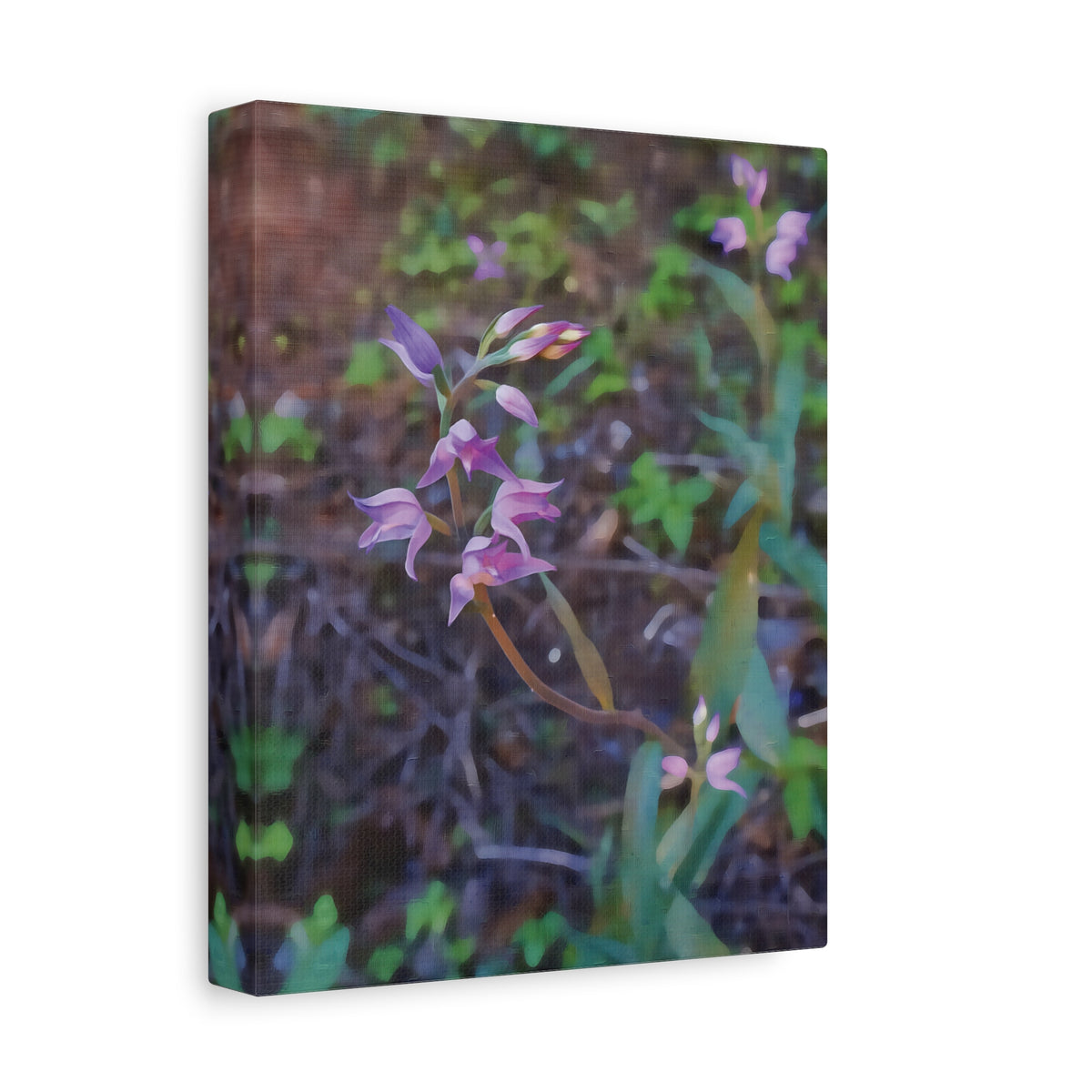 Stretched Matte Canvas - Flower of Cephalanthera Rubra