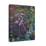 Stretched Matte Canvas - Flower of Cephalanthera Rubra