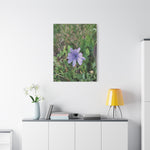 Stretched Matte Canvas - Flower of Cicoria