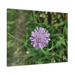 Stretched Matte Canvas - Flower of Knautia Integrifolia (Ambretta annuale)