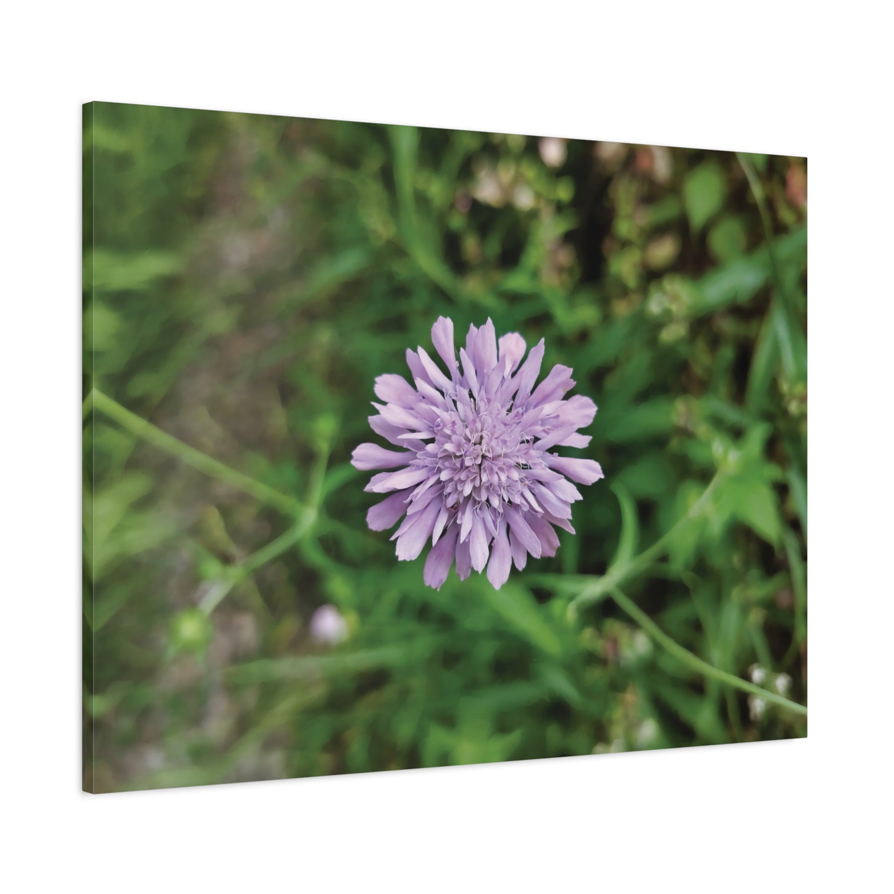 Stretched Matte Canvas - Flower of Knautia Integrifolia (Ambretta annuale)