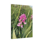 Stretched Matte Canvas - Flower of Lathyrus