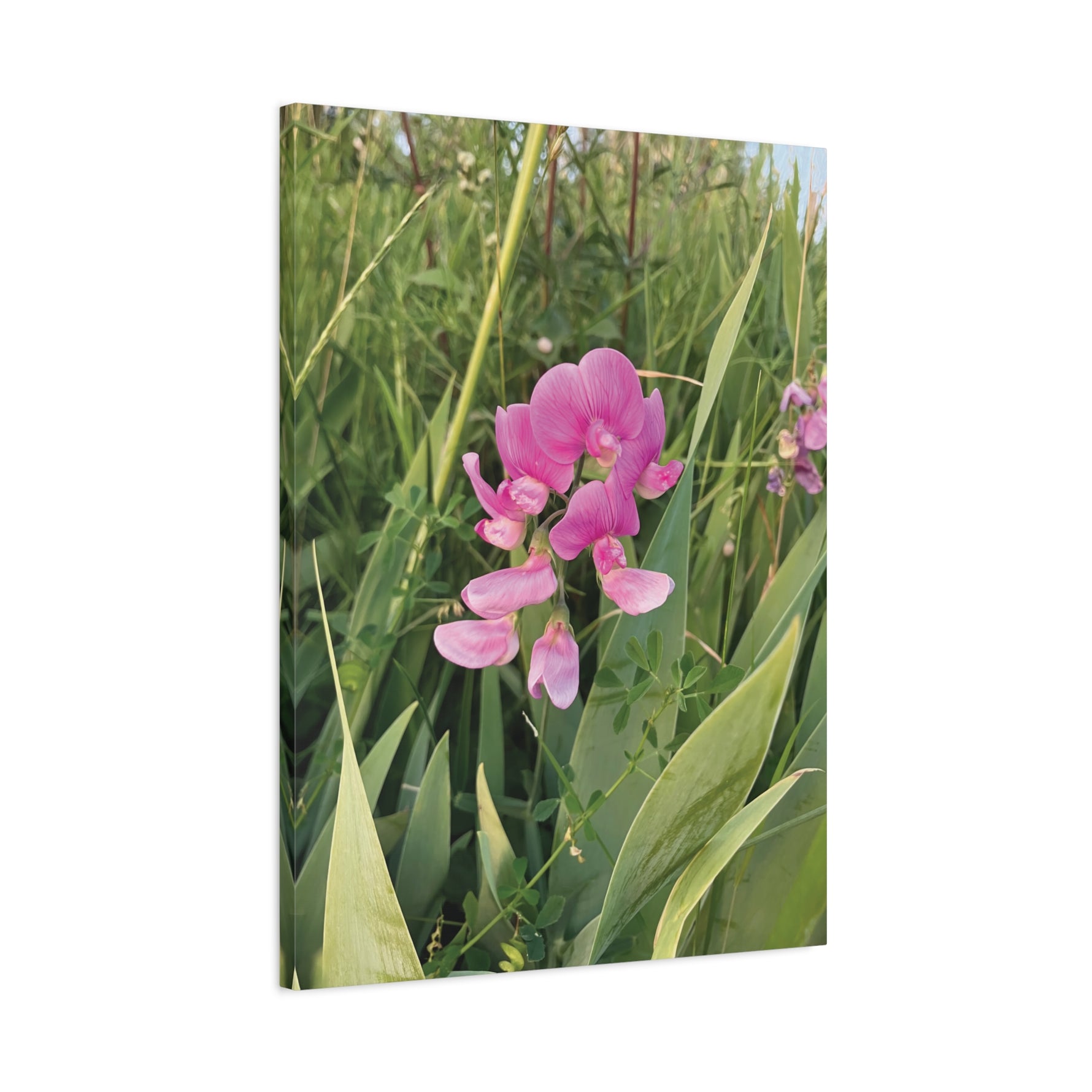 Stretched Matte Canvas - Flower of Lathyrus