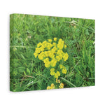 Stretched Matte Canvas - Flower of Euphorbia Cyparissias