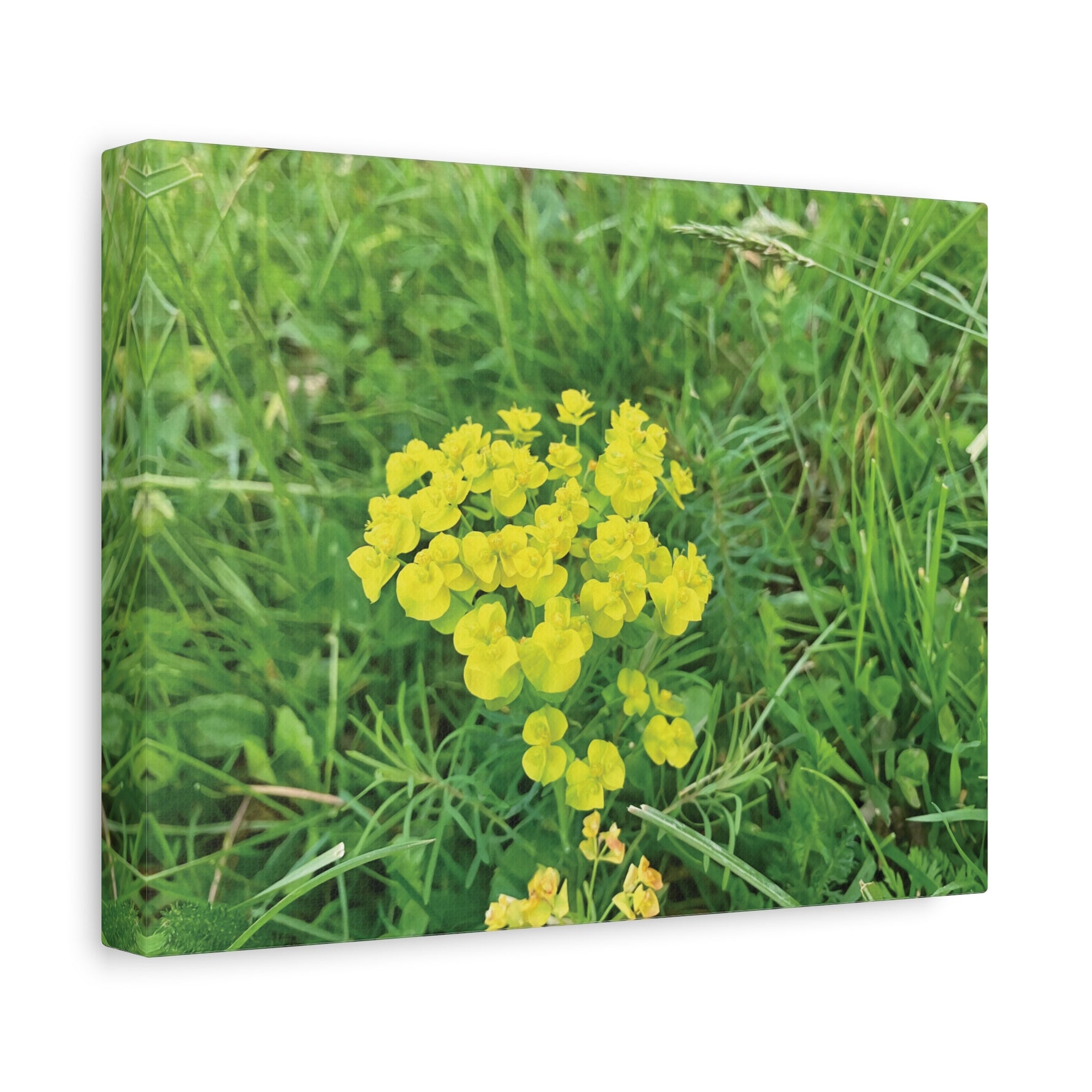 Stretched Matte Canvas - Flower of Euphorbia Cyparissias