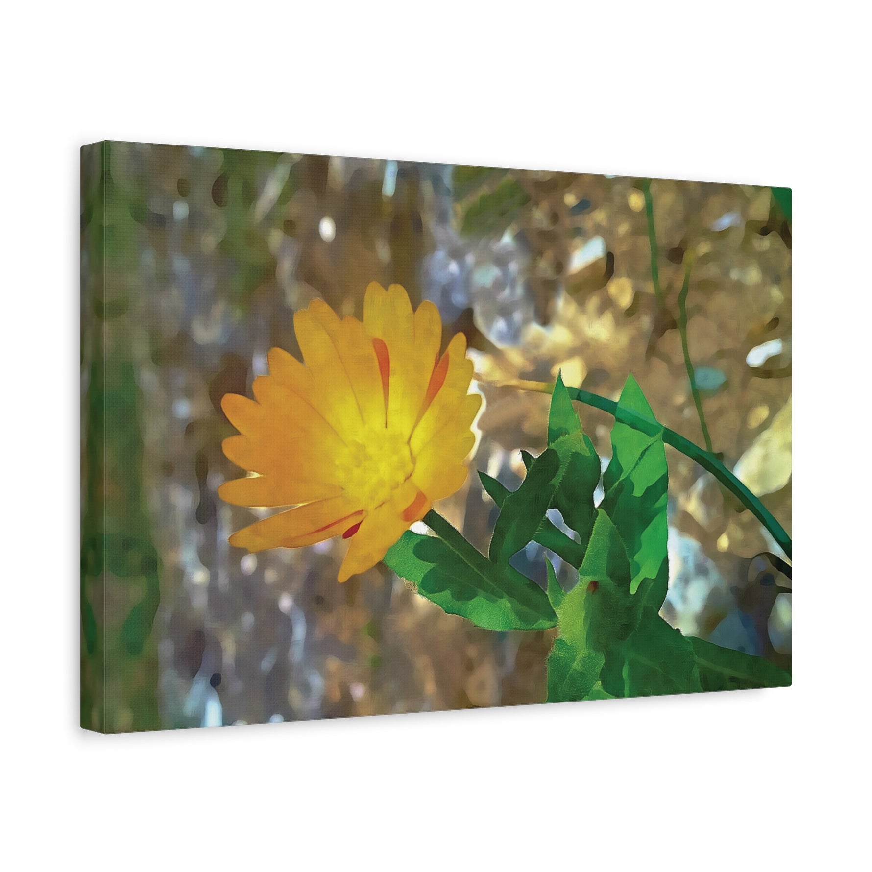 Stretched Matte Canvas - Flower of Calendula