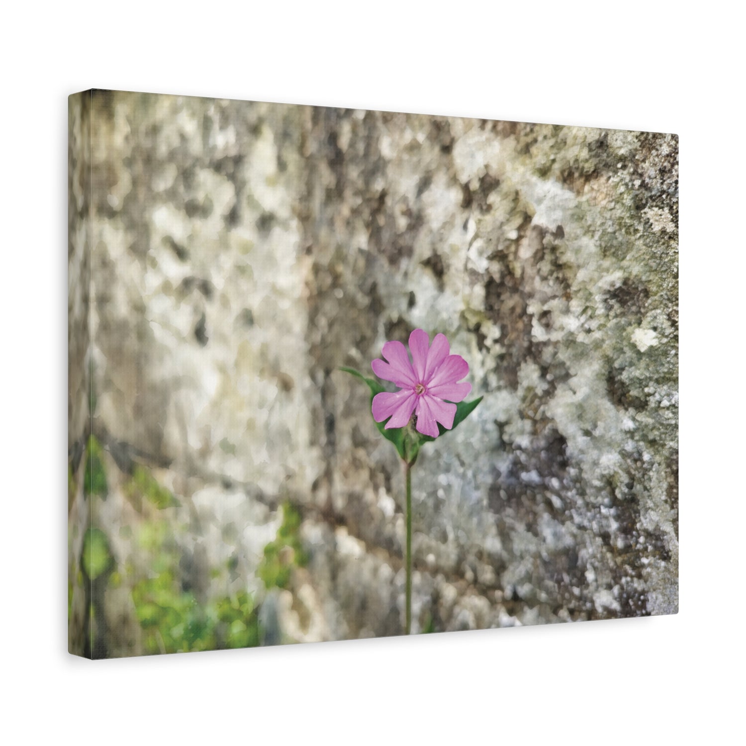 Stretched Matte Canvas - Flower of Silene Dioica (Variant 1)