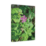 Stretched Matte Canvas - Flower of Geranium Robertianum