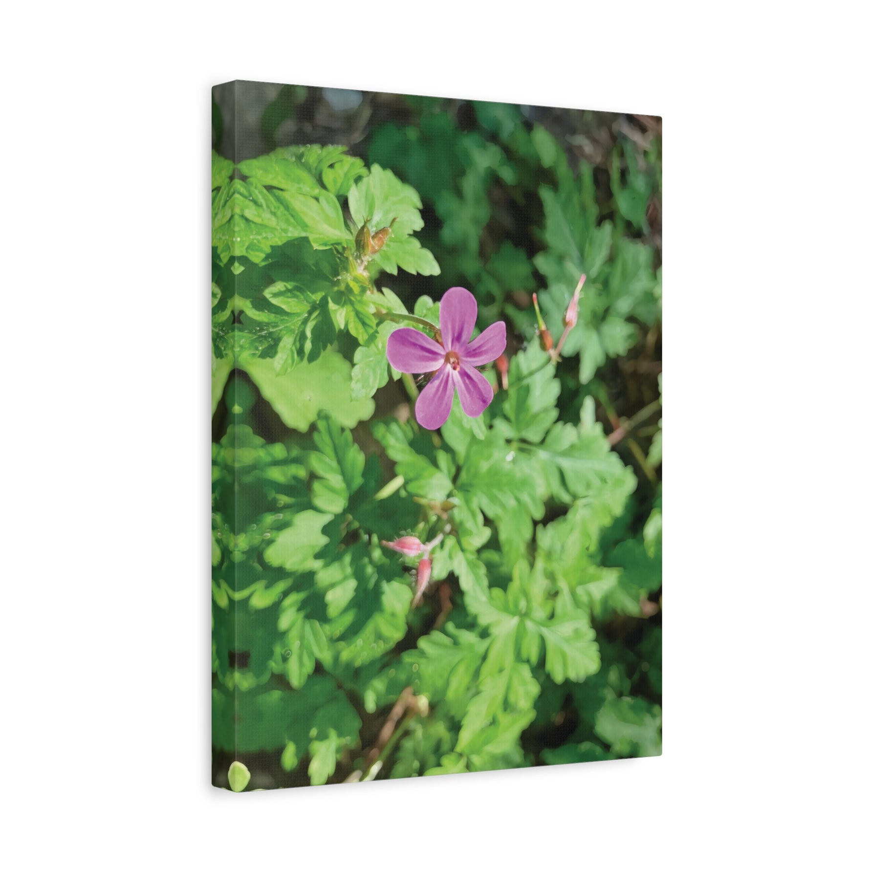 Stretched Matte Canvas - Flower of Geranium Robertianum