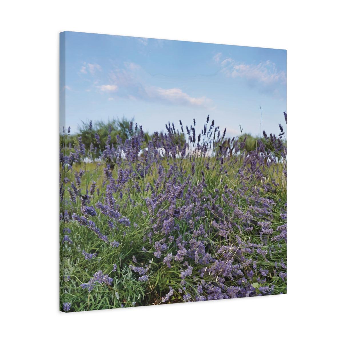 Stretched Matte Canvas - Flower of Lavender (Variant 1)