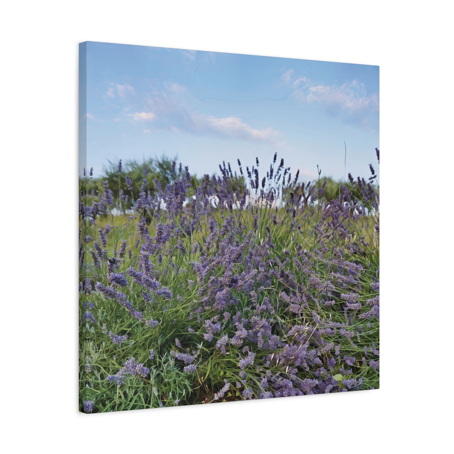 Stretched Matte Canvas - Flower of Lavender (Variant 1)