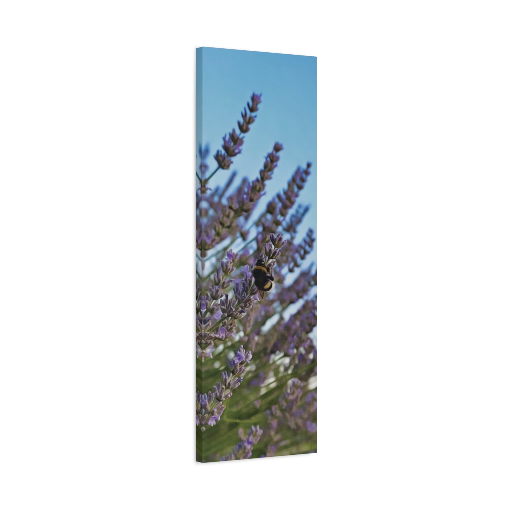 Stretched Matte Canvas - Flower of Lavender with Bombus Insect (Variant 1)