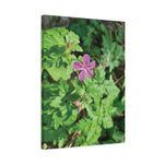 Stretched Matte Canvas - Flower of Geranium Robertianum