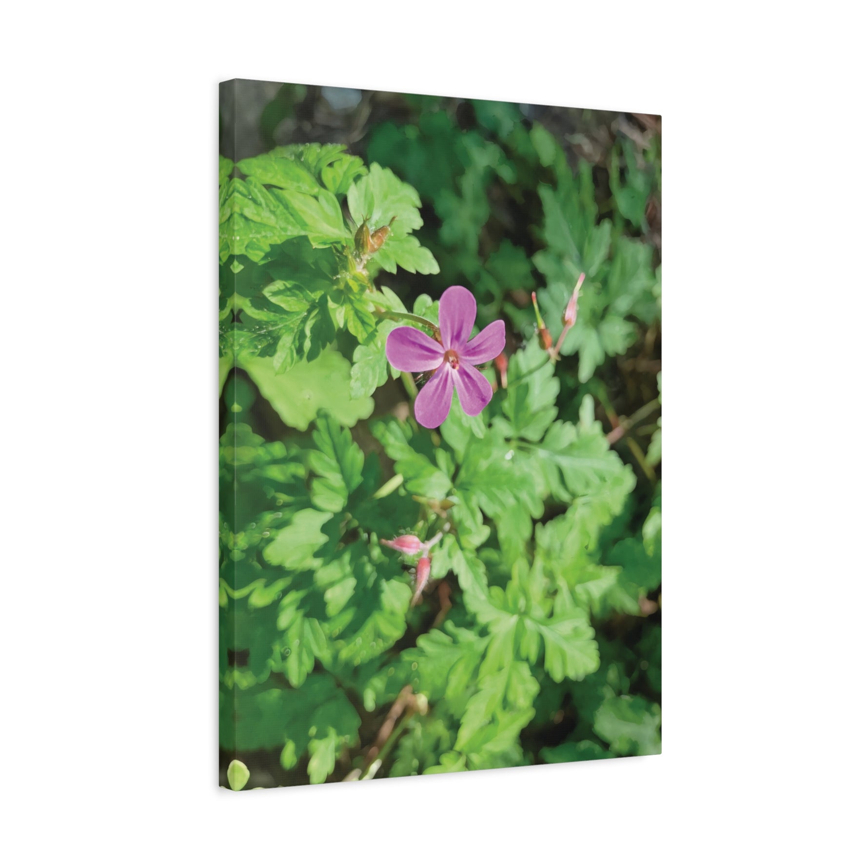 Stretched Matte Canvas - Flower of Geranium Robertianum