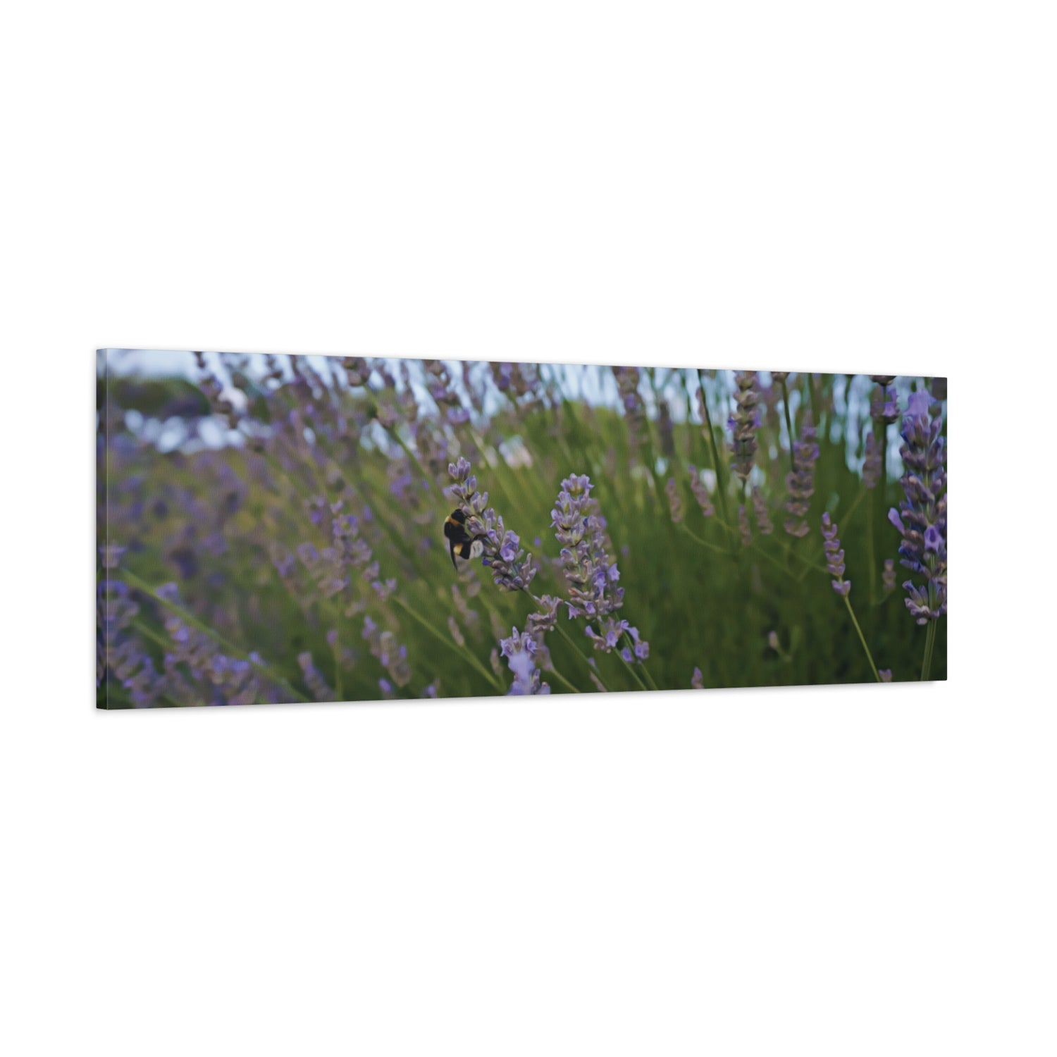 Stretched Matte Canvas - Flower of Lavender with Bombus Insect (Variant 2)